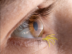 HD Eyelashes 15.PNG
