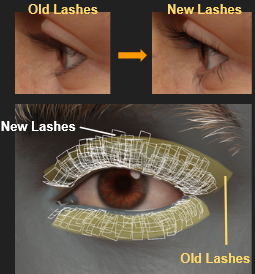 HD Eyelashes 03.PNG