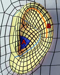 Cc33 topology checker 02.png