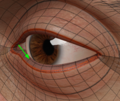 Thumbnail for version as of 03:32, 7 October 2025